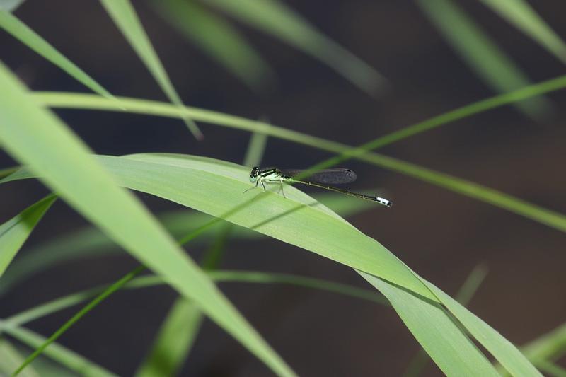 Photo of Eastern Forktail