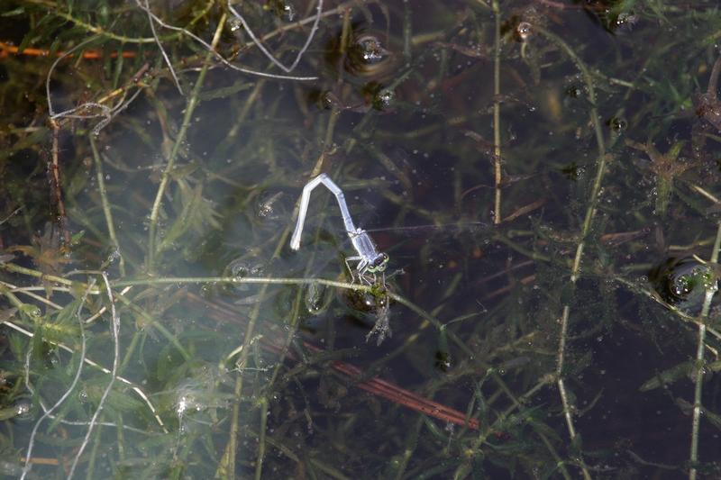 Photo of Eastern Forktail