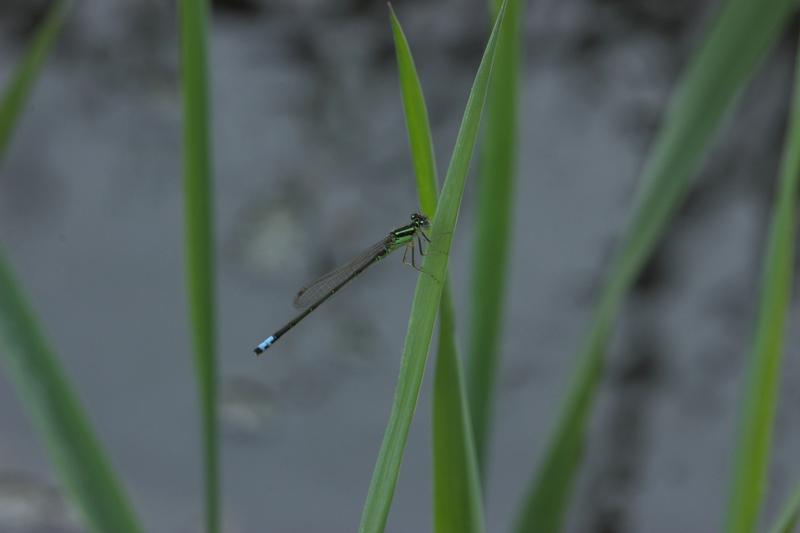 Photo of Eastern Forktail