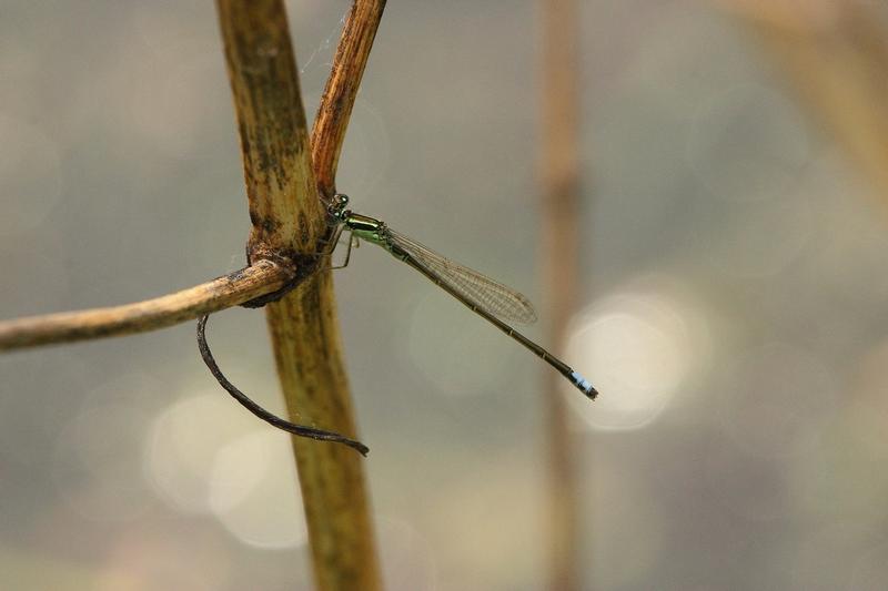 Photo of Eastern Forktail