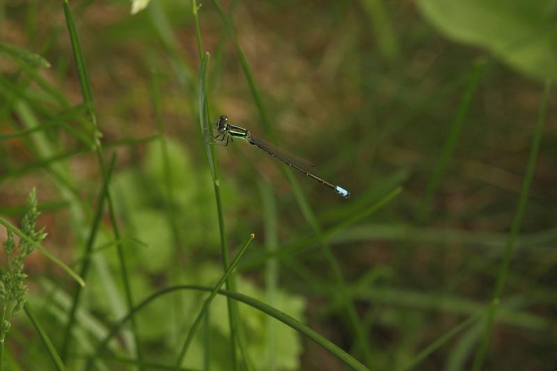 Photo of Eastern Forktail