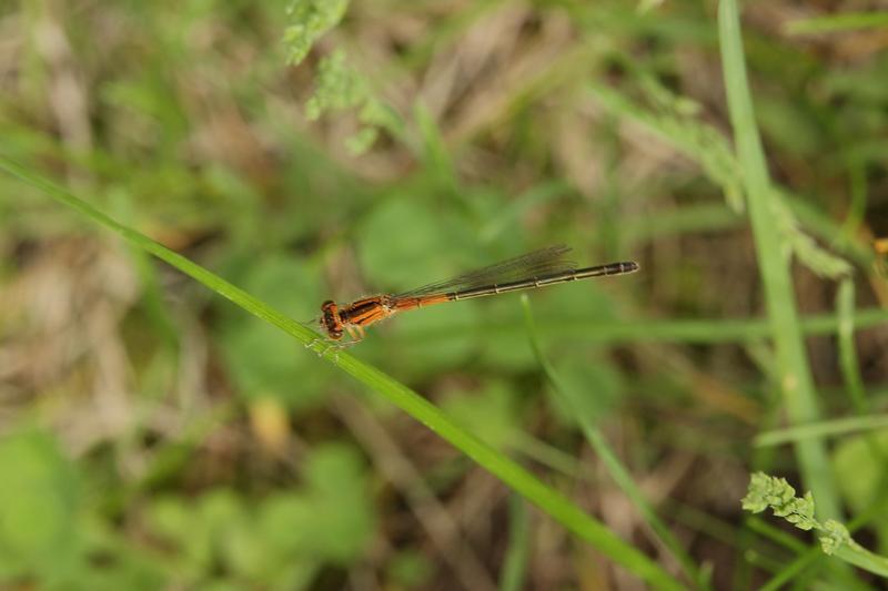 Photo of Eastern Forktail