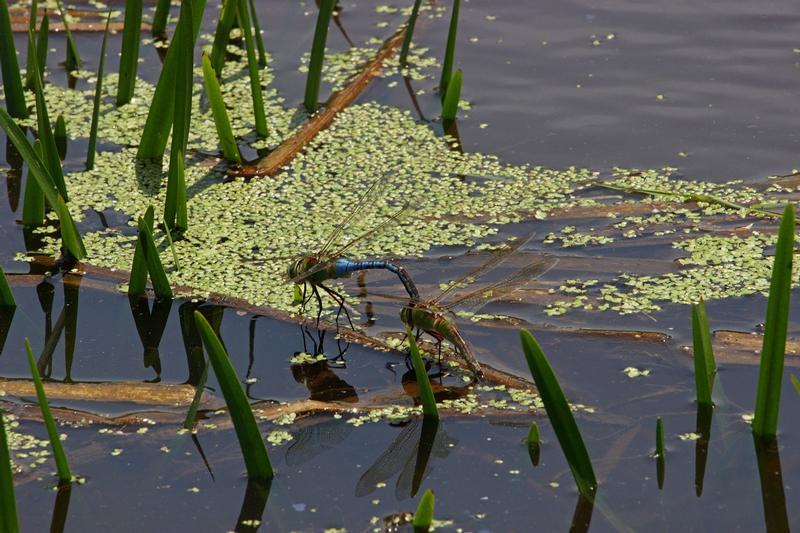 Photo of Common Green Darner