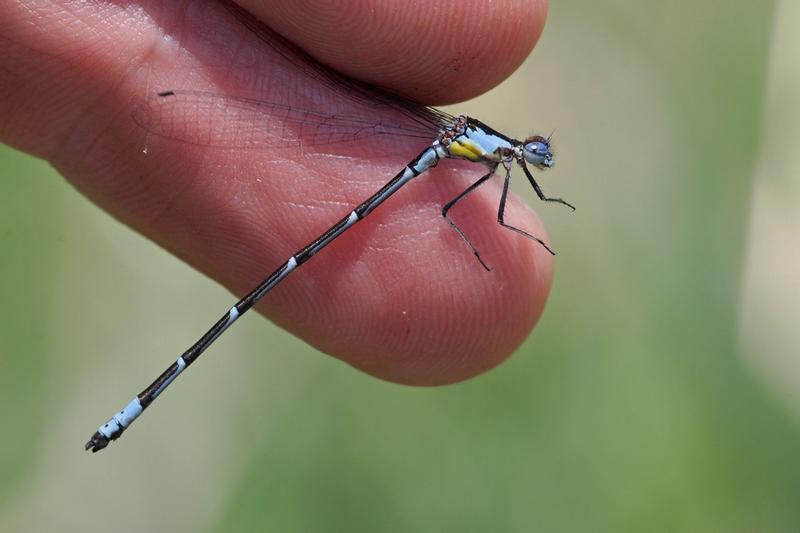 Photo of Aurora Damsel