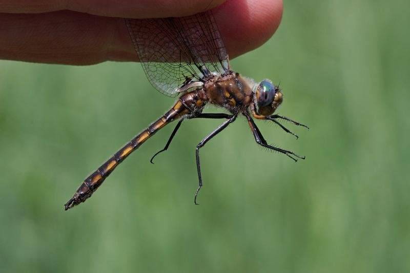 Photo of Beaverpond Baskettail