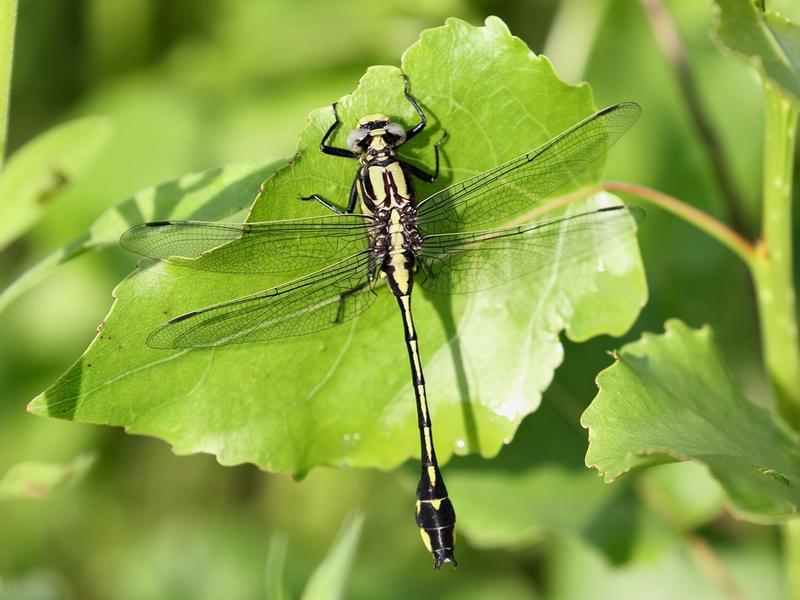 Photo of Midland Clubtail