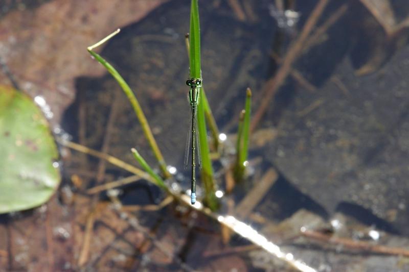 Photo of Eastern Forktail