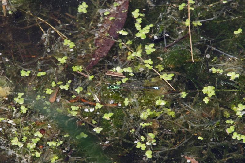 Photo of Eastern Forktail