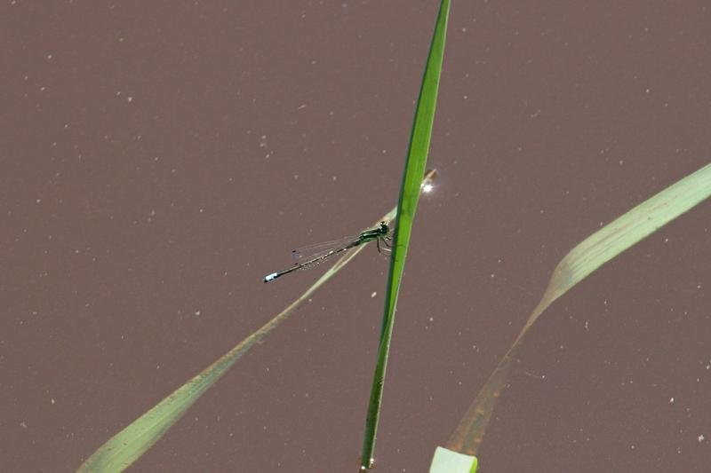 Photo of Eastern Forktail