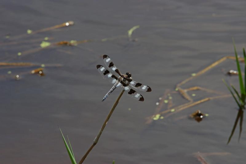 Photo of Twelve-spotted Skimmer