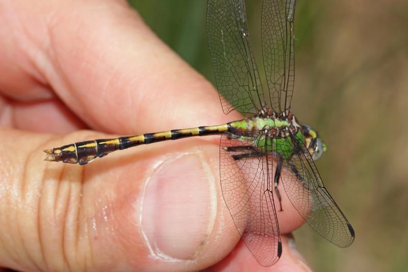 Photo of Sioux Snaketail