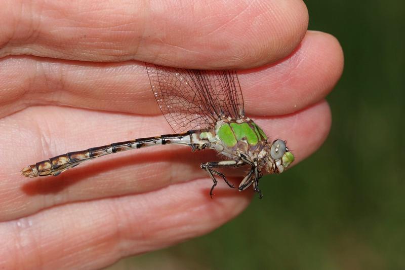 Photo of Sioux Snaketail