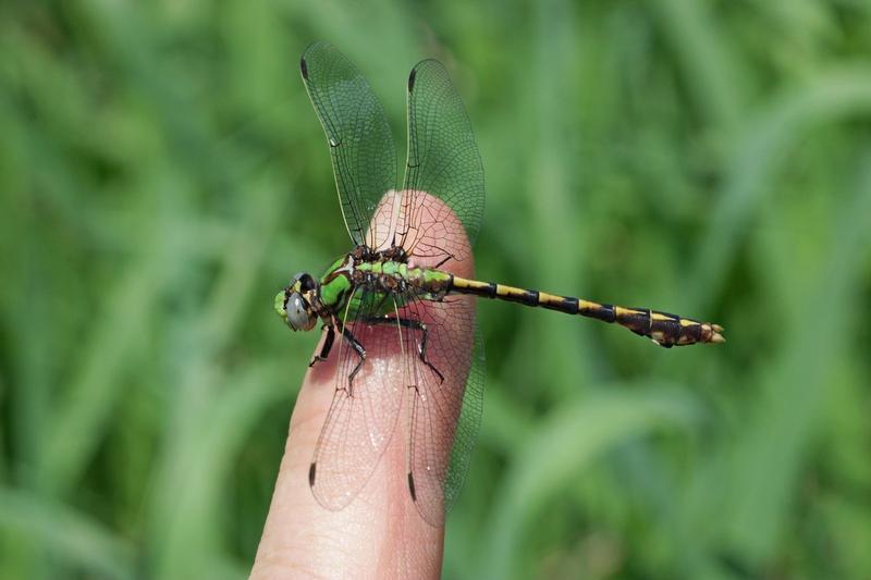 Photo of Sioux Snaketail