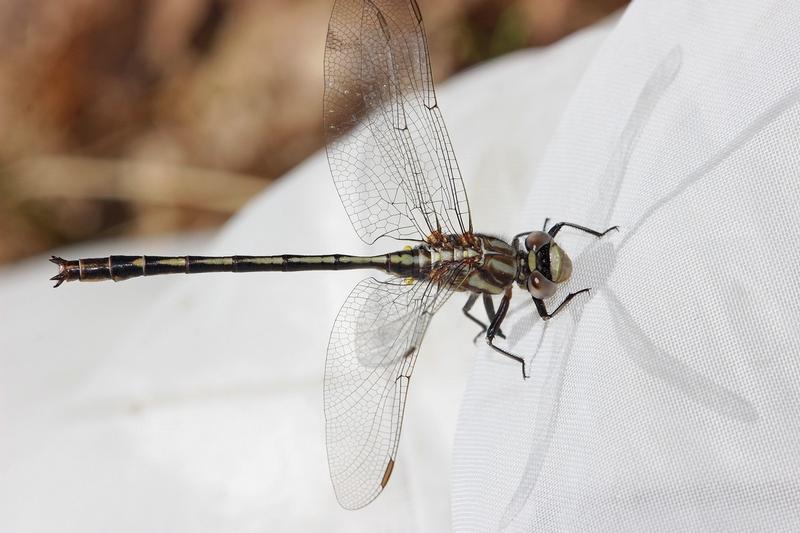 Photo of Dusky Clubtail