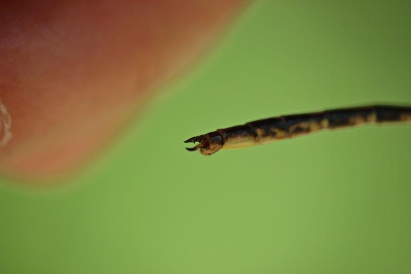 Photo of Dusky Clubtail