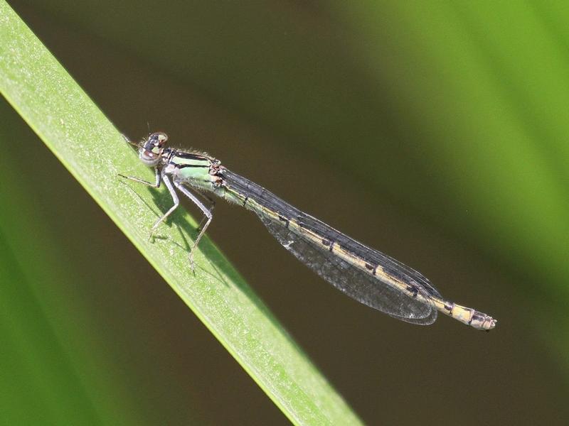 Photo of Boreal Bluet