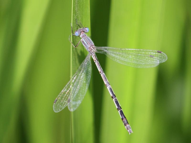 Photo of Southern Spreadwing