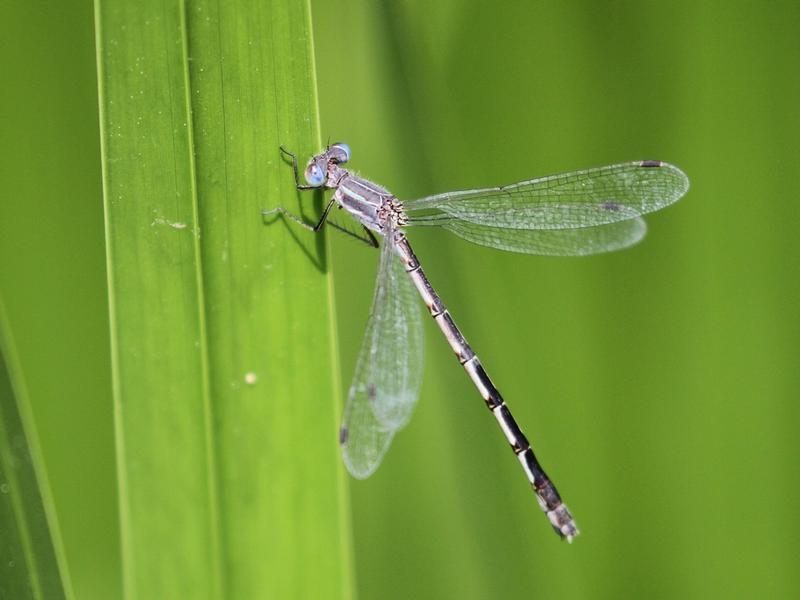 Photo of Southern Spreadwing