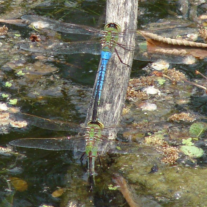 Photo of Common Green Darner