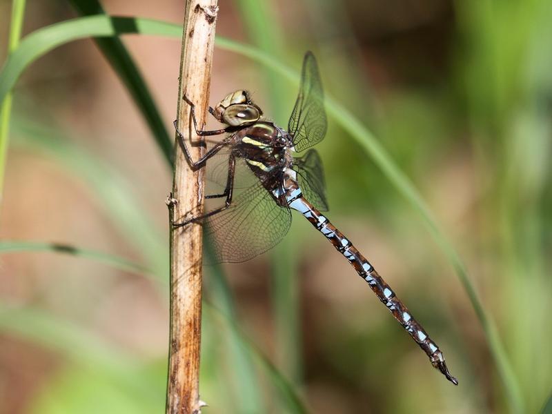 Photo of Springtime Darner