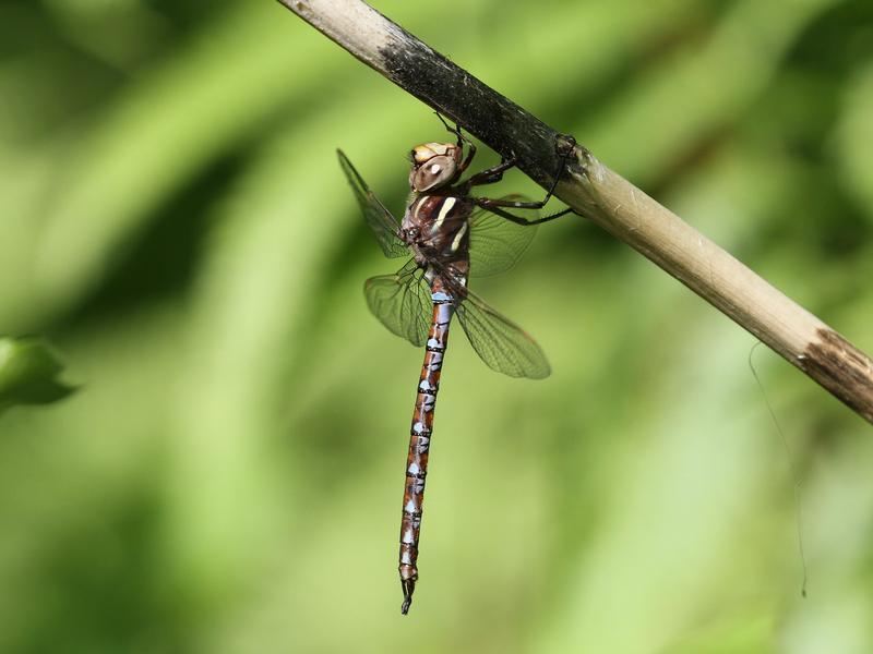 Photo of Springtime Darner