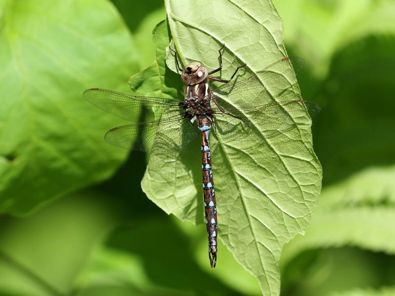 Photo of Springtime Darner