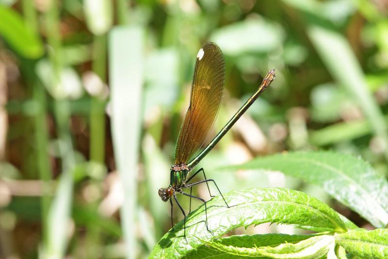 Photo of River Jewelwing