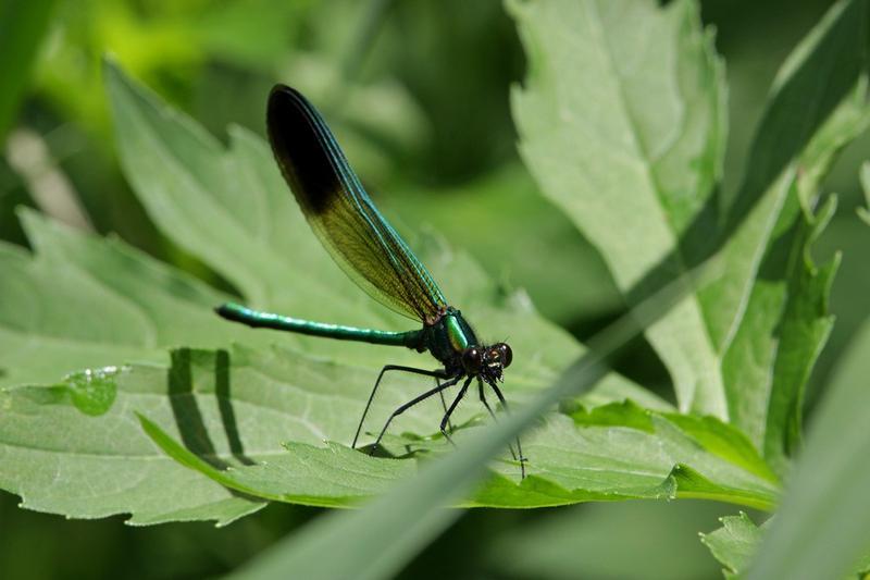 Photo of River Jewelwing