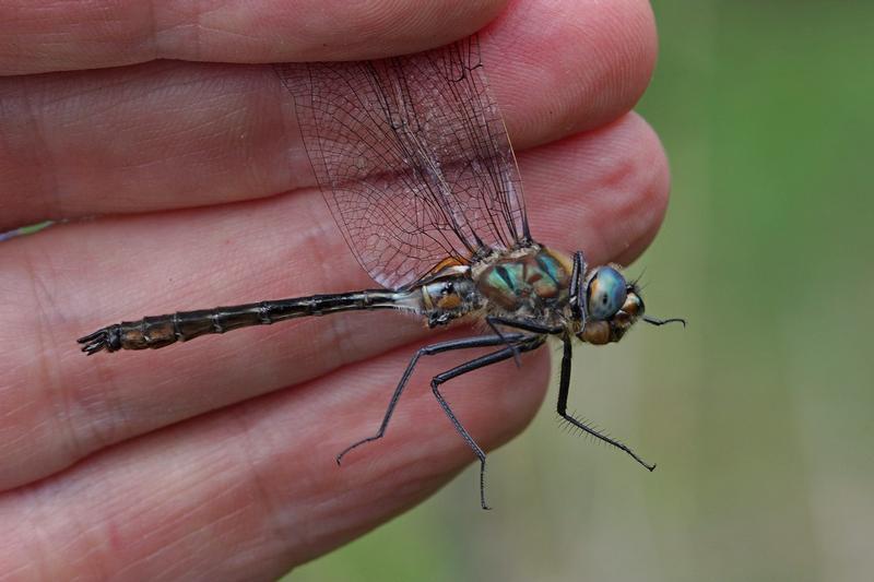 Photo of American Emerald