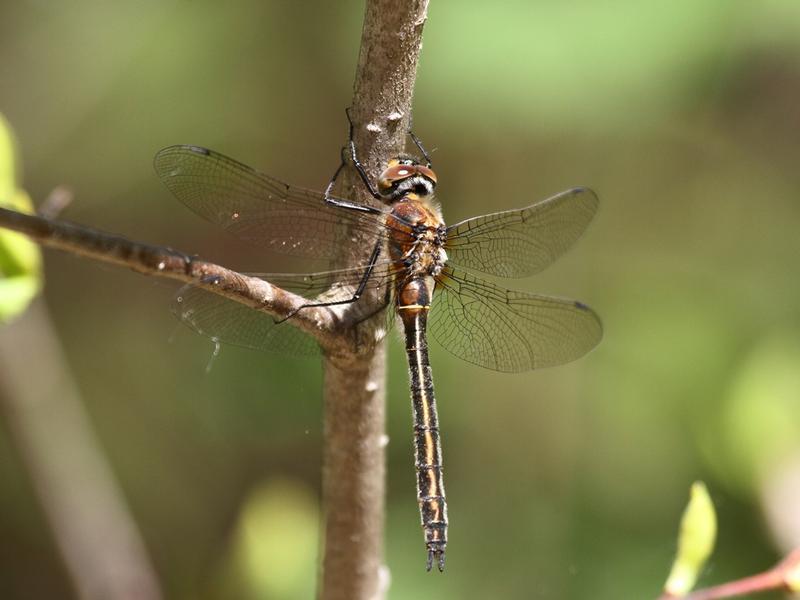 Photo of American Emerald