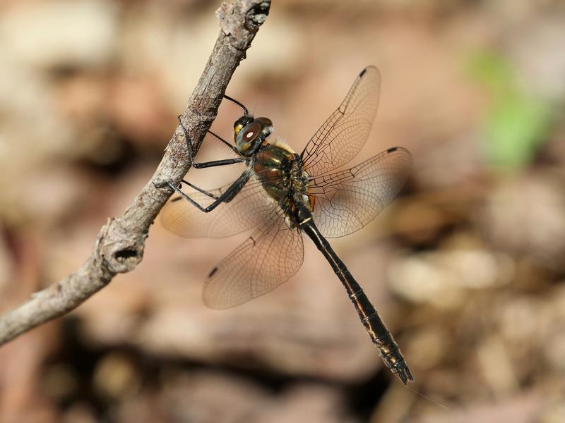 Photo of American Emerald