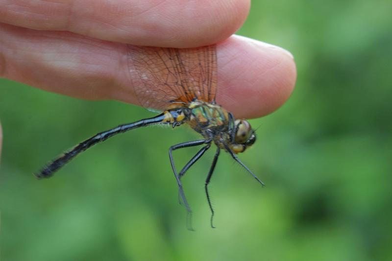 Photo of Racket-tailed Emerald