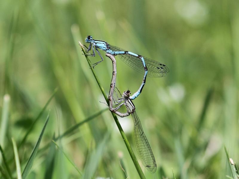 Photo of Boreal Bluet