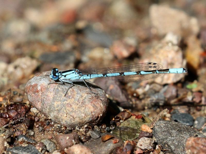 Photo of Boreal Bluet