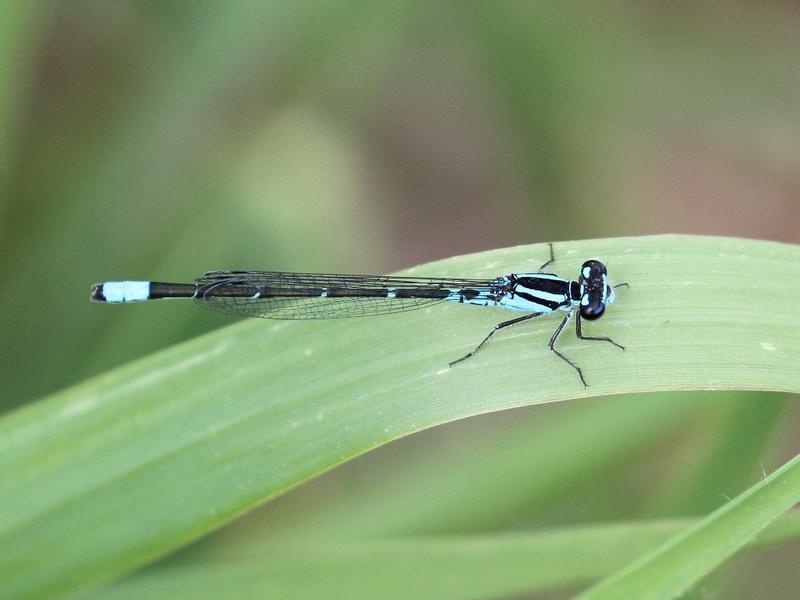 Photo of Skimming Bluet