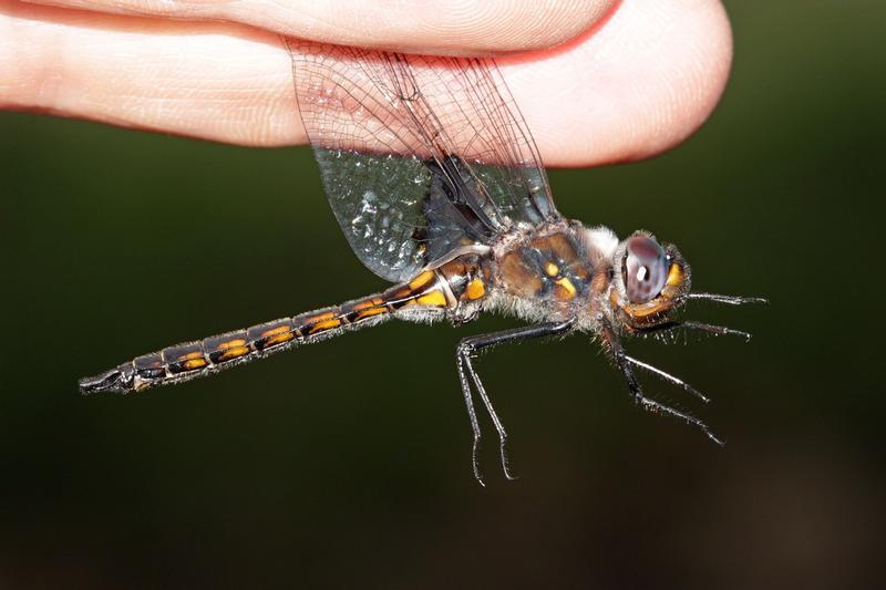 Photo of Common Baskettail