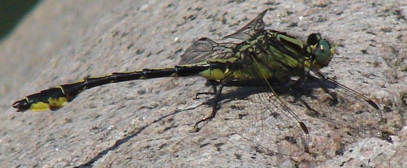 Photo of Midland Clubtail