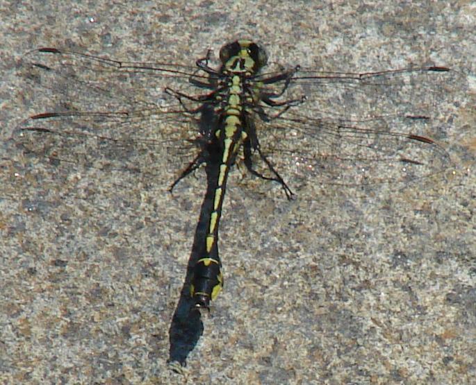 Photo of Midland Clubtail