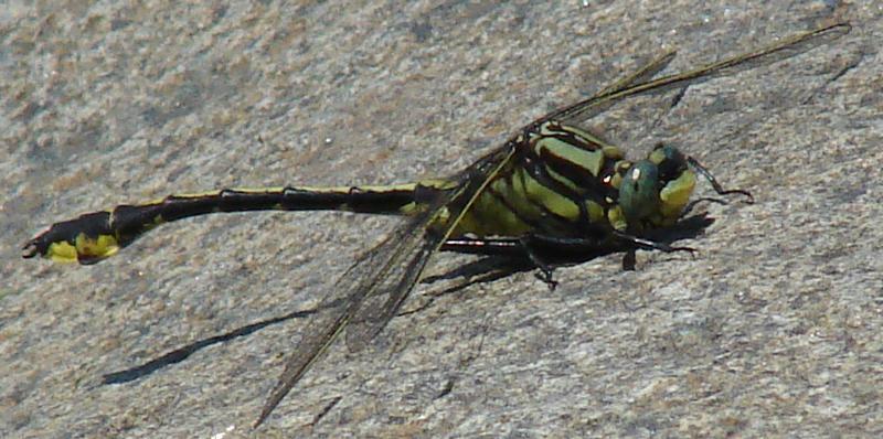 Photo of Midland Clubtail