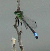 Photo of Eastern Forktail