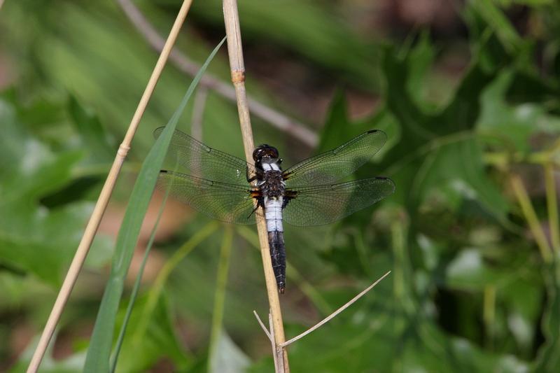 Photo of Chalk-fronted Corporal