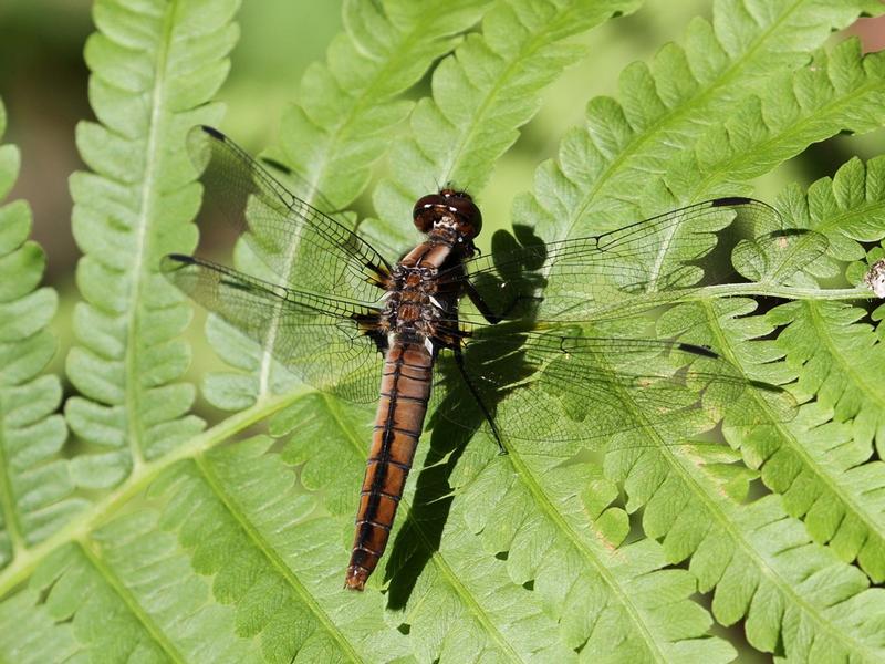 Photo of Chalk-fronted Corporal