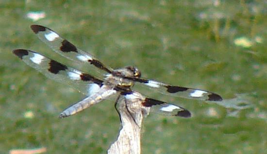 Photo of Twelve-spotted Skimmer