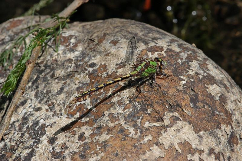 Photo of Sioux Snaketail