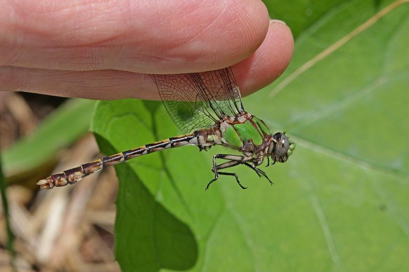 Photo of Sioux Snaketail