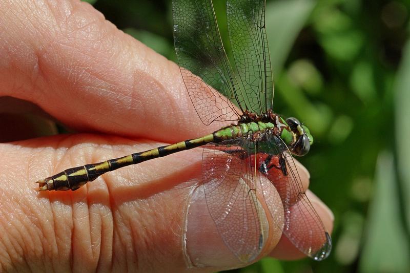 Photo of Sioux Snaketail