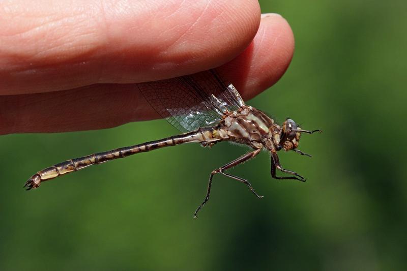 Photo of Dusky Clubtail