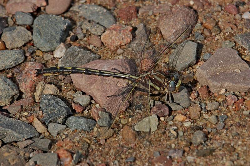 Photo of Dusky Clubtail