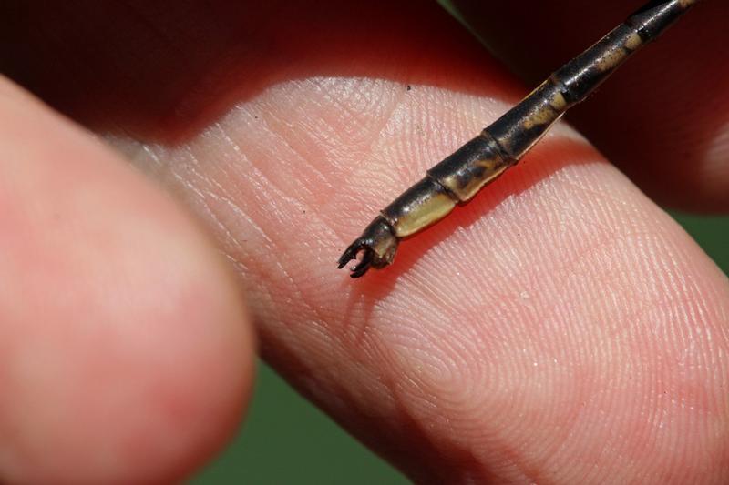 Photo of Dusky Clubtail