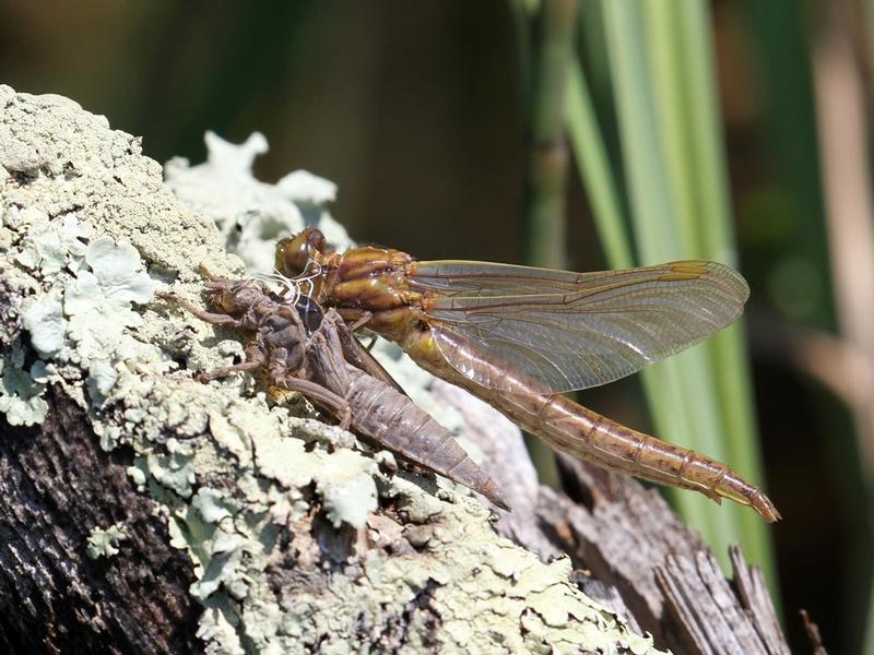 Photo of Dusky Clubtail